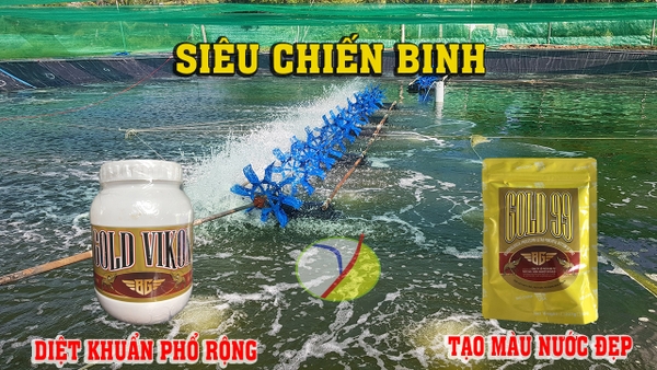 CẢI TẠO AO TRƯỚC KHI NUÔI TÔM LÀM NHƯ THẾ NÀO ?