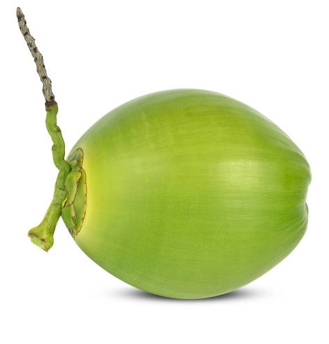 Fresh Young Coconut - Vinagrin Import and Export Company Limited Fresh Young Coconut - Vinagrin Import and Export Company Limited