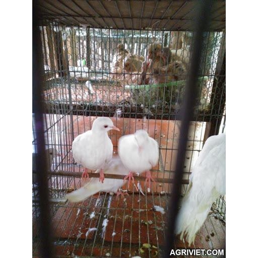 Tiếng Chim Cu gáy như thế nào được gọi là hay? | Pet Mart Tiếng Chim Cu gáy như thế nào được gọi là hay? | Pet Mart