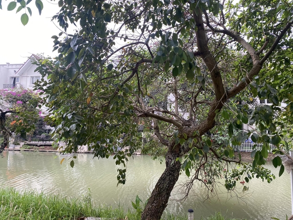 Cho thuê biệt thự full nội thất tại Vinhomes Reverside, Long Biên, Hà Nội. LH: 0389544873