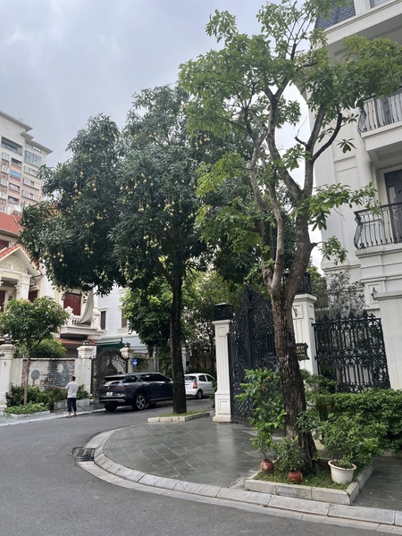 Cho thuê biệt thự tại Việt Hưng - Long Biên, diện tích 175m2, mặt tiền 10m2, 4 tầng. Liên hệ 0961910403