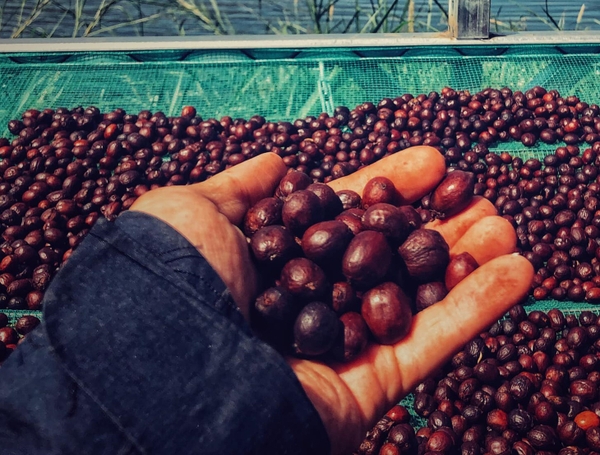 TRẢI NGHIỆM CÀ PHÊ TẠI EARLY MORNING FARM