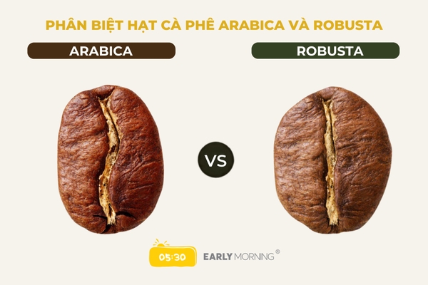 Arabica và Robusta khác nhau thế nào? Chọn đúng gu cà phê của bạn