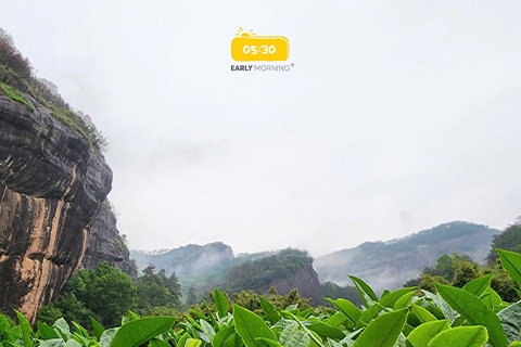 TRÀ OOLONG LÀ GÌ? VÌ SAO NGÀY CÀNG NHIỀU NGƯỜI YÊU THÍCH?