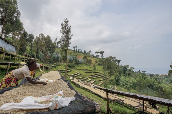 Karibizi, Kivu, Rwanda