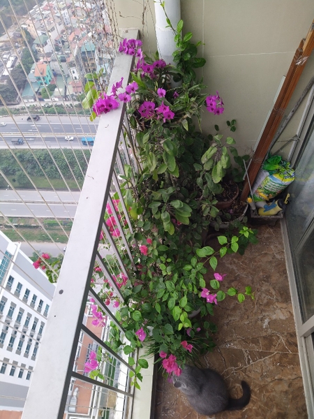BÁN GẤP CĂN GÓC VIEW ĐẸP IA20 Ciputra
