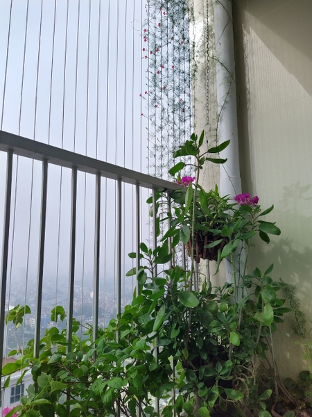 BÁN GẤP CĂN GÓC VIEW ĐẸP IA20 Ciputra
