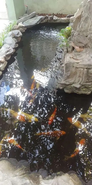Hồ cá