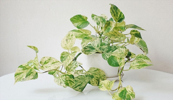 CÂY CẢNH PHONG THỦY ĐEM LẠI MAY MẮN VÀ TÀI LỘC CHO GIA CHỦ