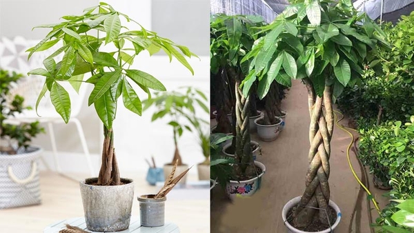 CÂY PHONG THỦY TỐT CHO NGƯỜI MỆNH THỔ - MAY MẮN VÀ TÀI LỘC