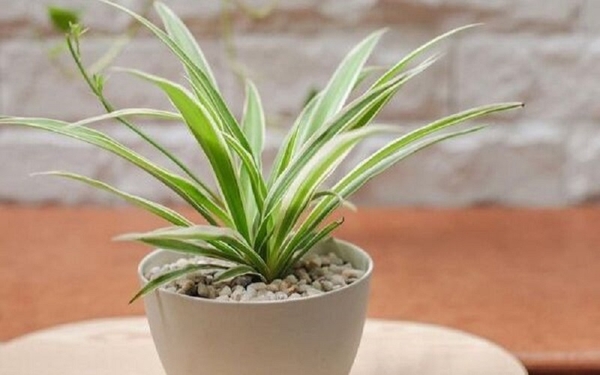 CÂY PHONG THỦY TỐT CHO NGƯỜI MỆNH HỎA - TÌM HIỂU NGAY