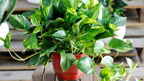 CÂY PHONG THỦY TRỒNG TRƯỚC NHÀ GIÚP GIA CHỦ THU HÚT TÀI LỘC