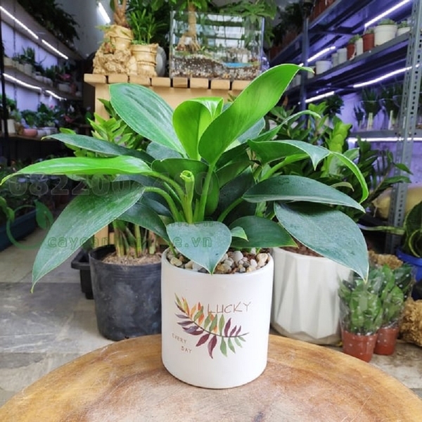 CÂY PHONG THỦY TỐT CHO NGƯỜI MỆNH KIM - CÙNG KHÁM PHÁ NGAY