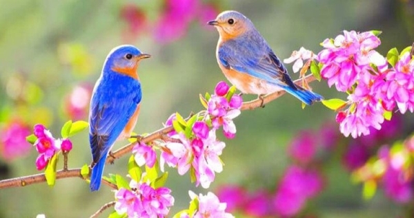 LẬP XUÂN 2024 LÀ NGÀY NÀO? VIỆC NÊN LÀM TRONG NGÀY LẬP XUÂN