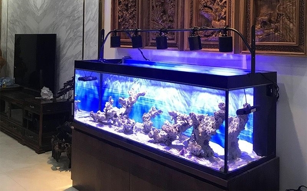 NGƯỜI MỆNH HỎA NUÔI CÁ CÓ ĐƯỢC KHÔNG? LÍ GIẢI CHI TIẾT