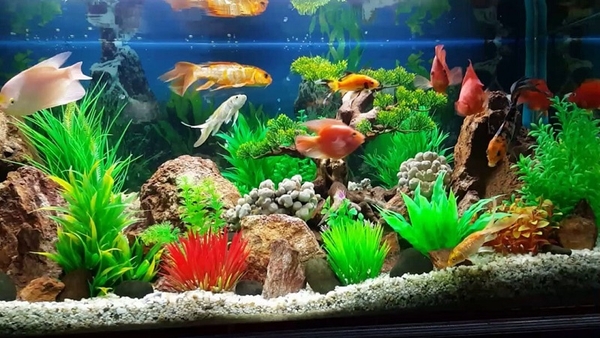 VỊ TRÍ ĐẶT BỂ CÁ PHONG THỦY, THU HÚT TÀI LỘC CHO GIA CHỦ