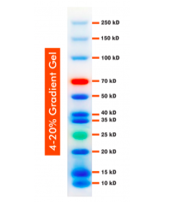 10-250kDa Wide Range Blue-Red-Green Three Color Protein Ladder ...