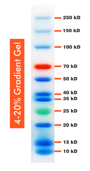 10-250kDa Wide Range Blue-Red-Green Three Color Protein Ladder ...