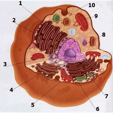 Dựa vào hình 810 mô tả con đường tiết enzyme ở tế bào tuyến tụy