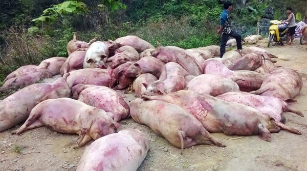 Rác trong chăn nuôi và giải pháp xử lý mới