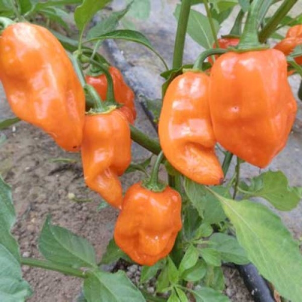 Hạt giống ớt siêu cay Habanero cam