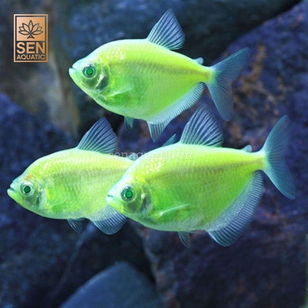 Cá Cánh Buồm Dạ Quang | Electric Green GloFish Tetra - Sen ...