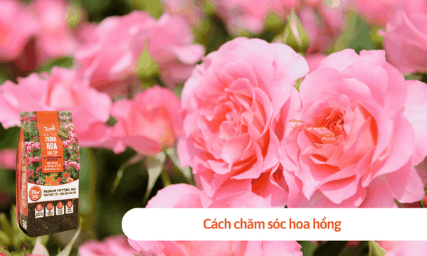 Mách bạn 3 cách trồng hoa hồng đơn giản, nhanh ra hoa