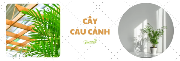 cay-cau-canh