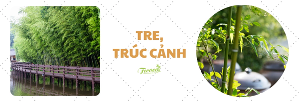 tre-truc-canh