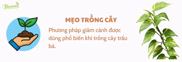 meo-trong-cay-trau-ba