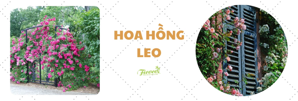 hoa-hong-leo