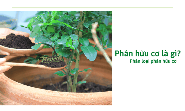 phân-hữu-cơ-là-gì-phân-loại-phân-hữu-cơ