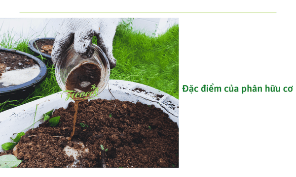 đặc-điểm-của-phân-hữu-cơ