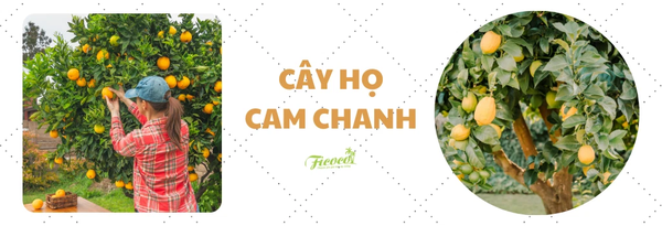 cay-ho-cam-chanh