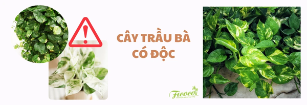 ca-trau-ba-co-doc-khong