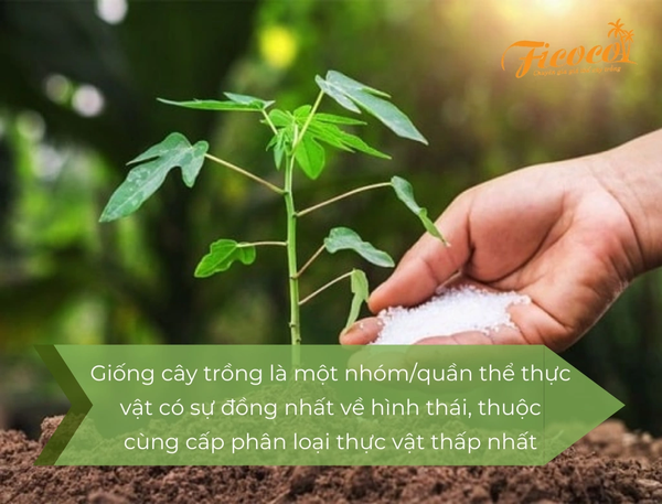 giong-cay-trong-la-gi