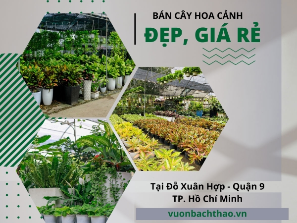 Hé lộ Địa Chỉ Bán Cây Hoa Cảnh Đẹp, Giá Rẻ Tại Đỗ Xuân Hợp, Quận 9, HCM