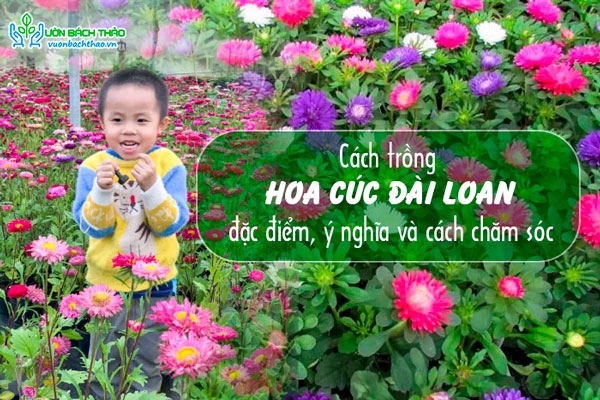Cách trồng hoa cúc Đài Loan, đặc điểm, ý nghĩa và cách chăm sóc