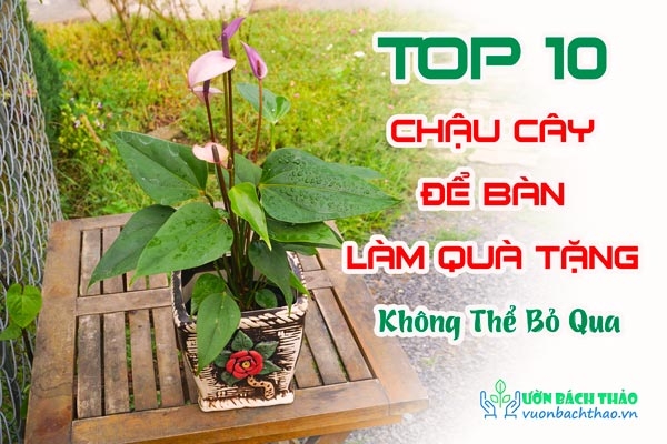 Top 10 chậu cây để bàn làm quà tặng không thể bỏ qua