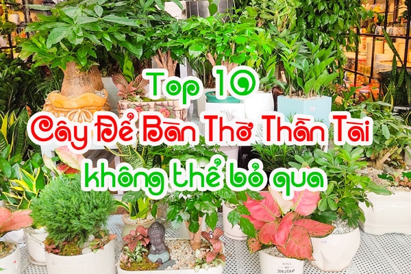 Top 10 loại cây để bàn thờ thần tài không thể bỏ qua