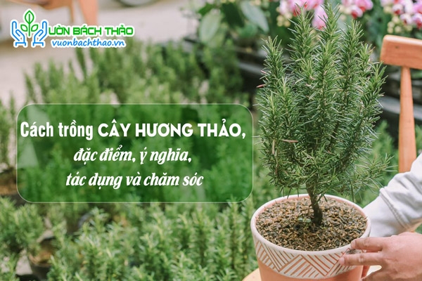 Cách trồng cây hương thảo, đặc điểm, ý nghĩa, tác dụng và chăm sóc