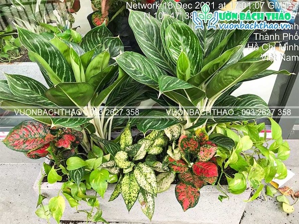 Cung cấp chậu đá mài và cây xanh văn phòng Anh Hiếu - Bình Thạnh