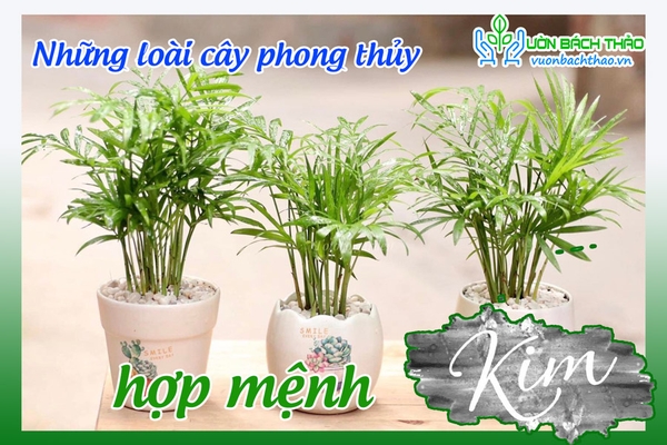 Những loài cây phong thủy hợp mệnh Kim