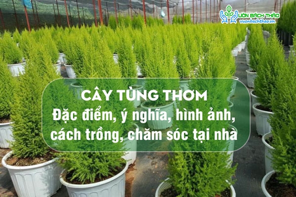 Cây tùng thơm: Đặc điểm, ý nghĩa, hình ảnh, cách trồng, chăm sóc tại nhà