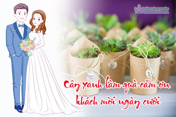 Lựa chọn cây xanh làm quà cảm ơn khách mời ngày cưới
