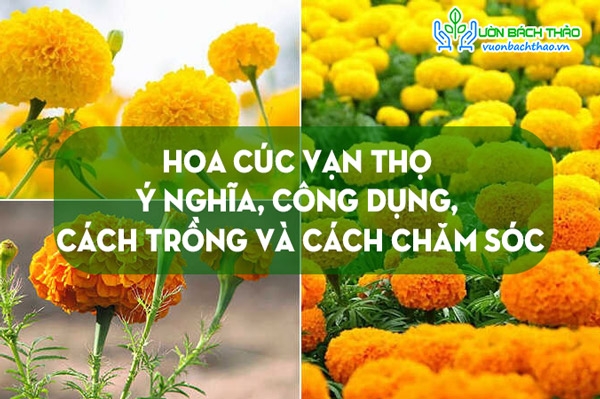 Hoa Cúc Vạn Thọ Ý Nghĩa, Công Dụng, Cách Trồng Và Cách Chăm Sóc