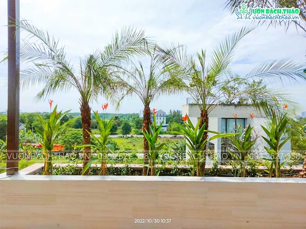 Thi công vườn Sứ sân thượng _ Quận 2