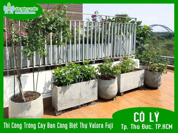 Thi Công Trồng Cây Ban Công Biệt Thự Valora Fuji - Cô Lý - Tp. Thủ Đức, TP.HCM