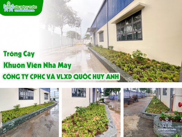 Trồng Cây Khuôn Viên Nhà Máy CÔNG TY CPHC VÀ VLXD QUỐC HUY ANH