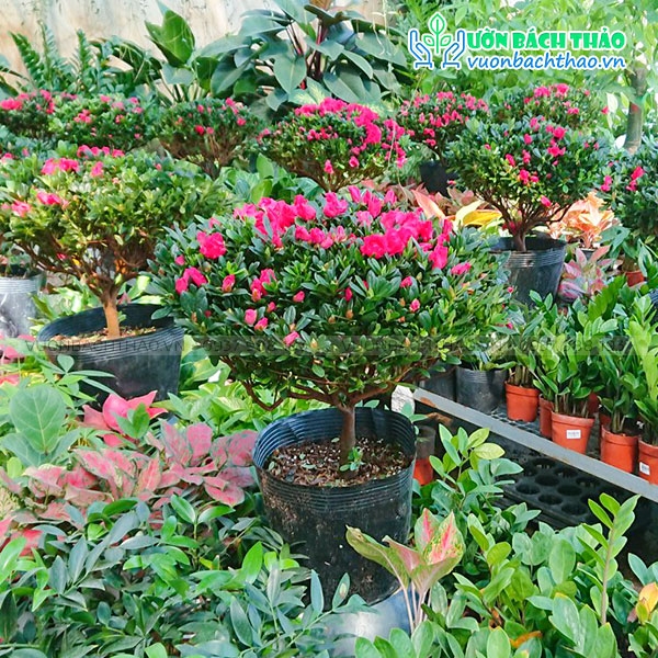 Cây Hoa Đỗ Quyên | Vườn Bách Thảo Cây Hoa Đỗ Quyên | Vườn Bách Thảo